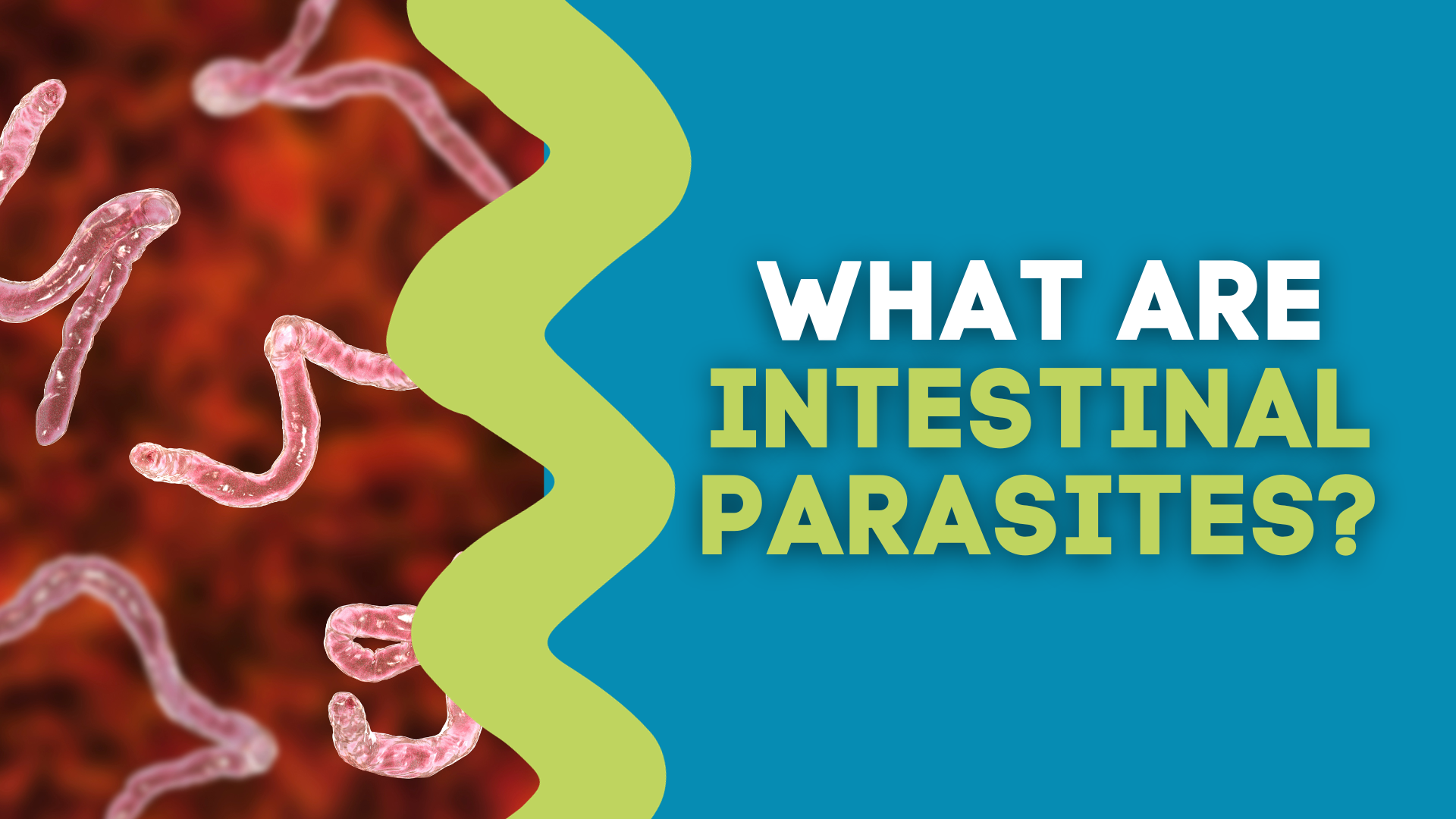 WHAT ARE INTESTINAL PARASITES? – The Gut Health Hub