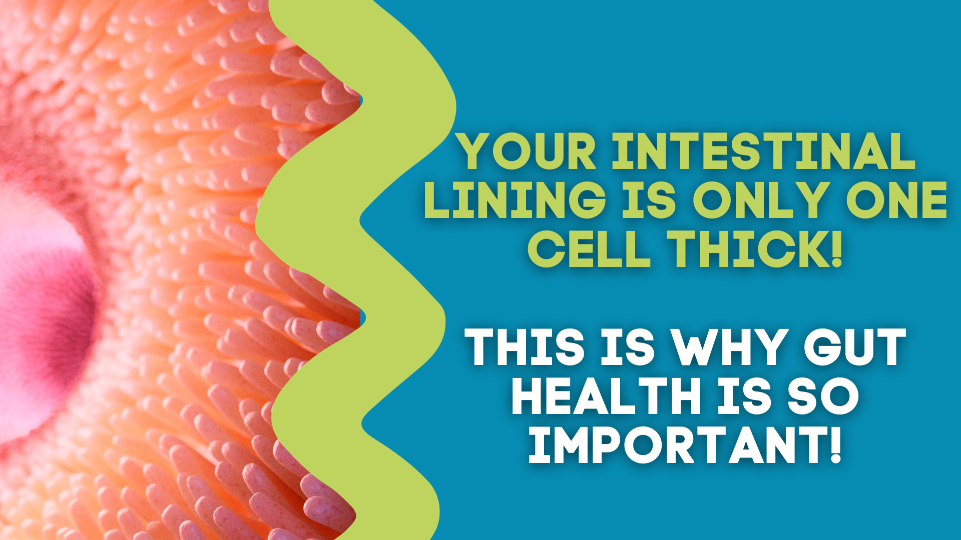 your-intestinal-lining-is-only-one-cell-thick-this-is-why-gut-health