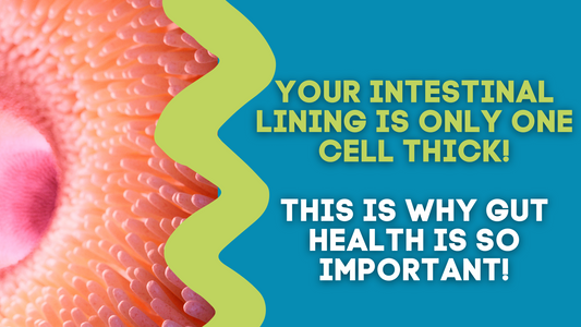 YOUR INTESTINAL LINING IS ONLY ONE CELL THICK! THIS IS WHY GUT HEALTH IS SO IMPORTANT!